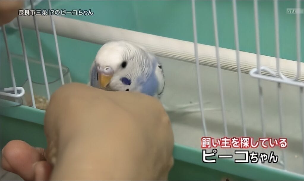 飼い主を探しているインコのピーコちゃん
